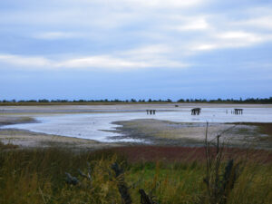 07-parus-04